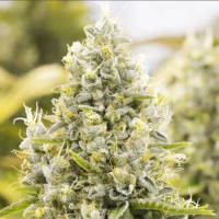 Gorilla  Glue  Auto  Flowering  Cannabis  Seeds
