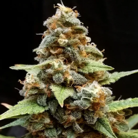 Gorilla  Lemon  Fire  Feminised  Cannabis  Seeds 0