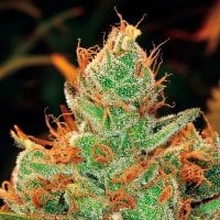 Gorilla  Lilly  Feminised  Cannabis  Seeds 0