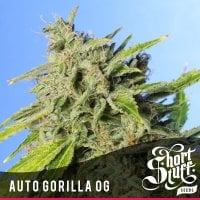 Gorilla  O G  Auto  Flowering  Cannabis  Seeds