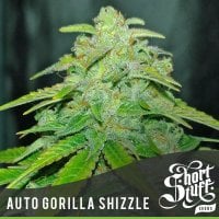 Gorilla  Shizzle  Auto  Flowering  Cannabis  Seeds