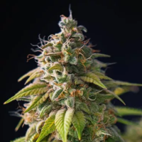 Gorilla  Zkittlez  Feminised  Cannabis  Seeds