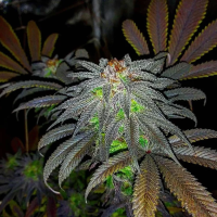 Gorillagasm  Auto  Flowering  Cannabis  Seeds