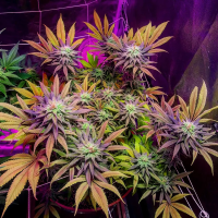 Gorillagasm  Feminised  Cannabis  Seeds 0