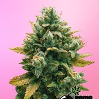 Grandaddy  Banner  Feminised  Cannabis  Seeds 0