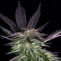 Grandaddy  Purple  Feminised  Cannabis  Seeds 0