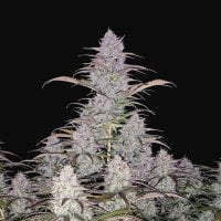 Green  Crack  Auto  Feminised  Cannabis  Seeds