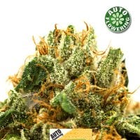 Greengo  Bio  Haze  Auto  Flowering  Cannabis  Seeds 1