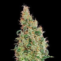 Greenomatic  Feminised  Cannabis  Seeds 0