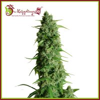 Guys  Girl  Scout  Cookie  Glue  Aka  G G G1  Auto  Flowering  Cannabis  Seeds 0