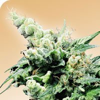 Hash  Plant  Regular  Cannabis  Seeds