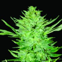 Headlights  Kush  Auto  Flowering  Cannabis  Seeds 0