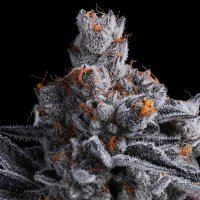 High  M A R S  Feminised  Cannabis  Seeds 0