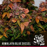 Himalayan  Blue  Diesel  Feminised  Cannabis  Seeds 0