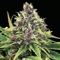 Hindu  Kush  Feminised  Cannabis  Seeds 0