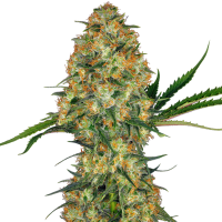 Hindu  Kush  Feminised  Cannabis  Seeds 0