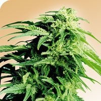 Hindu  Kush  Regular  Cannabis  Seeds 0