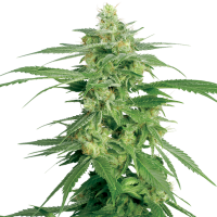 Hollands  Hope  Regular  Cannabis  Seeds