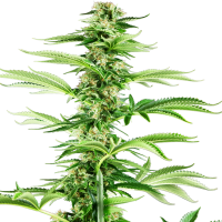 Honey  Melon  Haze  Feminised  Cannabis  Seeds