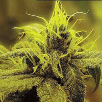 Honolu  Haze  Feminised  Cannabis  Seeds 0
