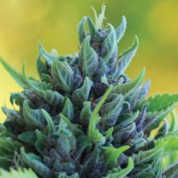 Humboldt  Dream  Auto  Flowering  Cannabis  Seeds