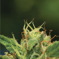 Humboldt  Sour  Diesel  Auto  Flowering  Cannabis  Seeds 0
