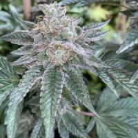 Hyper 20 Drive 20 Regular 20 Cannabis  Seeds