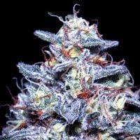 Hyper  Glue  Feminised  Cannabis  Seeds 0