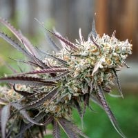 Ice  Cream  Cake  Fast  Feminised  Cannabis  Seeds