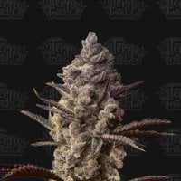 Ice  Kreme  Cake  Feminised  Cannabis  Seeds 0