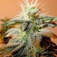 Indoor  Mix  Feminised  Cannabis  Seeds