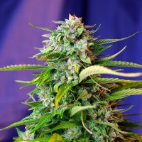 Jack 47  Auto  Flowering  Cannabis  Seeds 0