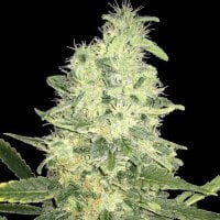 Jack  F1  Regular  Cannabis  Seeds 0