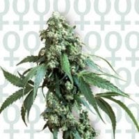 Jack  Flash  235  Feminised  Cannabis  Seeds