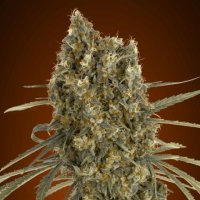 Jack  Herer  Auto  Flowering  Cannabis  Seeds 0