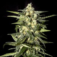 Jack  Herer  Auto  Flowering  Cannabis  Seeds 1