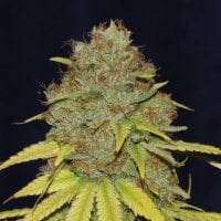 Jack  Herer  F A S T  Feminised  Cannabis  Seeds