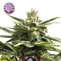 Jack  Herer  Feminised  Cannabis  Seeds 0