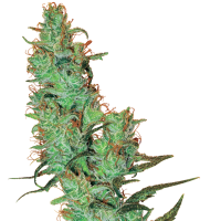 Jack  Herer  Regular  Cannabis  Seeds