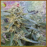 Jamnesia  Haze  Feminised  Cannabis  Seeds 0