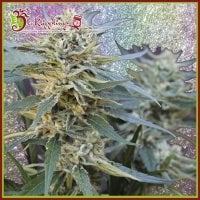 Jamnesia  Haze  Feminised  Cannabis  Seeds 0