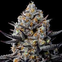 Jealousy  Dankness  Feminised  Cannabis  Seeds 0