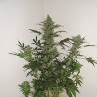 Jet 47  Regular  Cannabis  Seeds 0