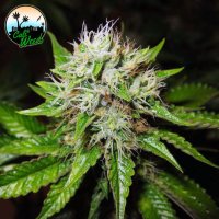 Jon  Snow  Auto  Flowering  Cannabis  Seeds