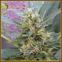 Jumping  J A C K  Dash  Auto  Flowering  Cannabis  Seeds 0