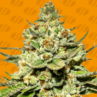 Jungle  Lava  Feminised  Cannabis  Seeds