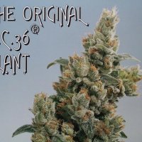 K C36  Regular  Cannabis  Seeds