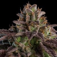 K Mintz  Auto  Flowering  Cannabis  Seeds 0