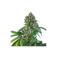 Karels  Herer  Haze  Feminised  Cannabis  Seeds 0