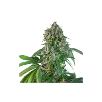 Karels  Herer  Haze  Regular  Cannabis  Seeds